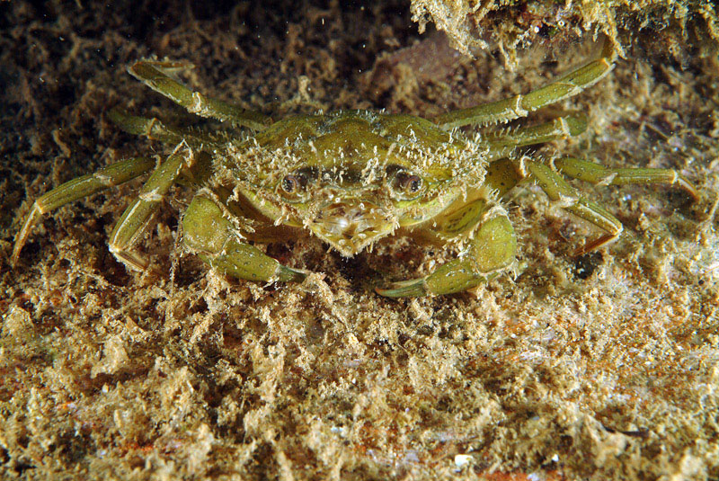 Carcinus mediterraneus